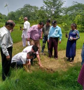 Plantation_2017